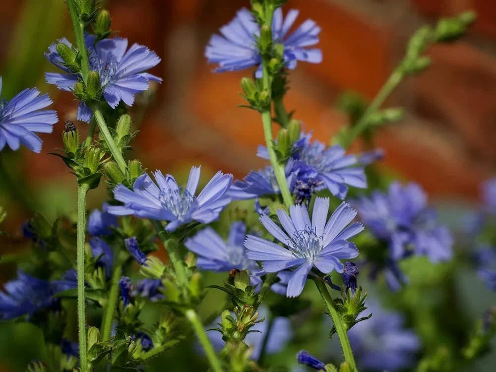 Chickroy Wildflower Seeds 1,000 Pack - Native Pollinator Garden Seeds - Various Species for Biodiversity
