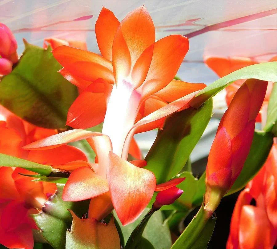 Stem Cuttings for Orange Christmas Cactus, Ready to Root, 3 Segments, Schlumbergera spp. - Easy Propagation for Indoor Gardening