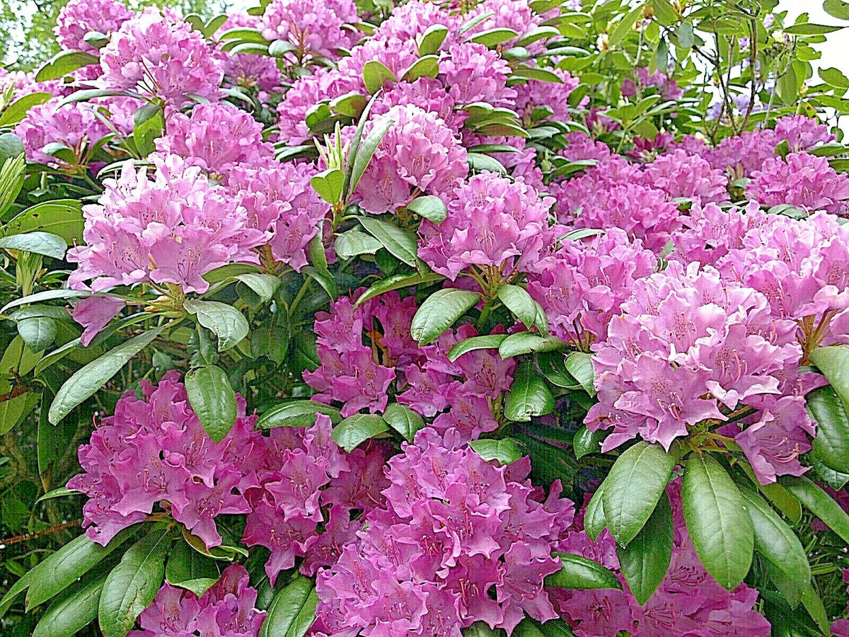 Cali Pink Azalea Seeds - 50+ Premium Flower Seeds for Shrubs (Rhododendron macrophyllum) - Vibrant Pink Blooms for Gardens