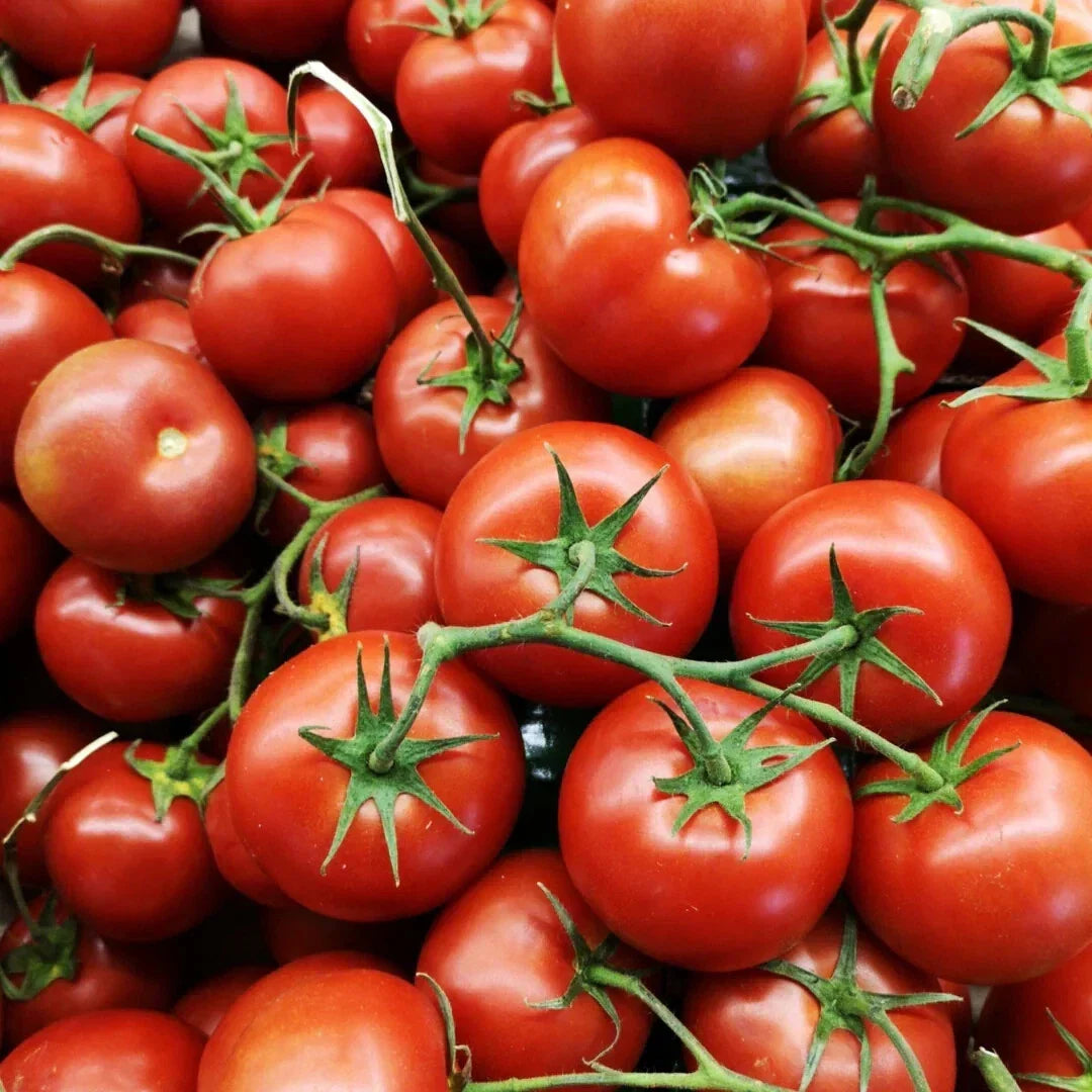 Oregon Spring Tomato Seeds - Heirloom, Non-GMO, Cool Climate, Solanum lycopersicum, Fast-Growing, High Yield