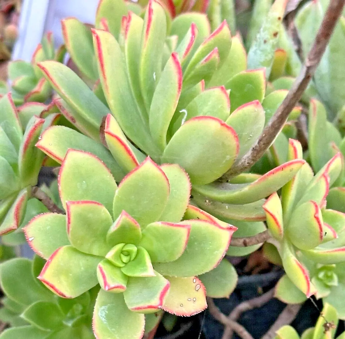 Succulent 2" Kiwi Variegated Plant Red - Aeonium haworthii 'Dream Color' - Easy Care Indoor/Outdoor Plant