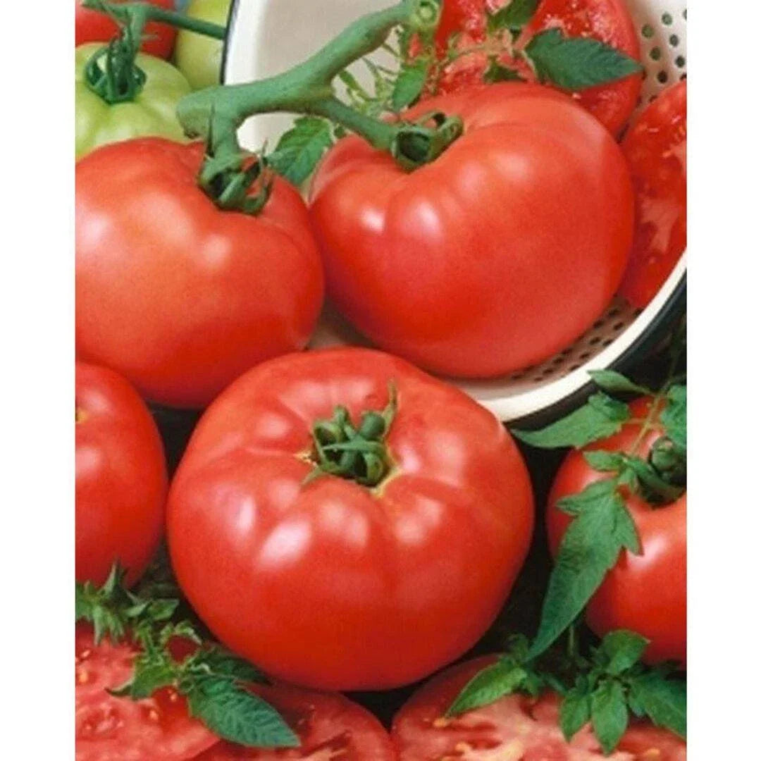 Tomato Seeds 1000 Count Brandywine Hybrid Beefsteak Shiny Red Firm Juicy (Solanum lycopersicum)