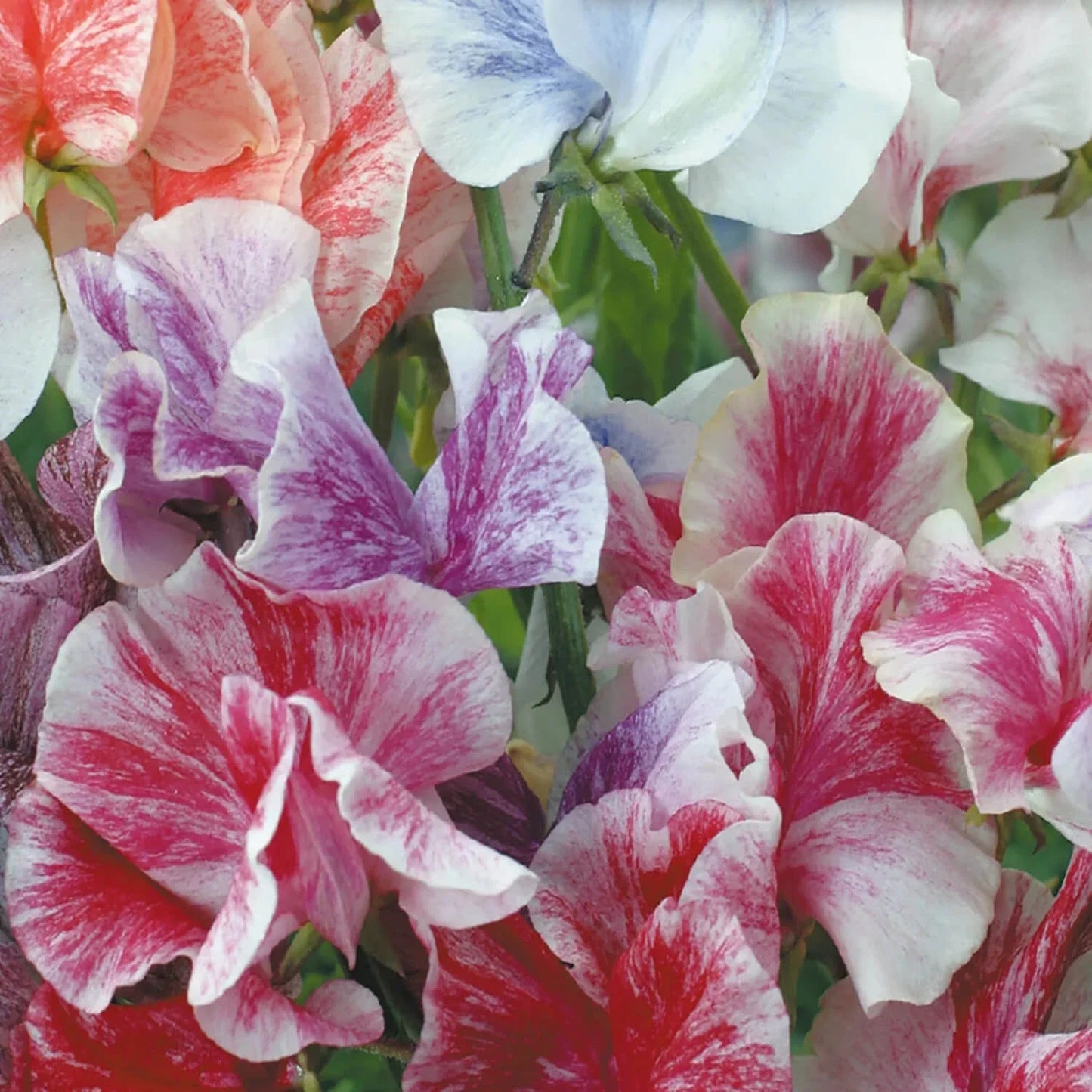 Sweet Pea Seeds | Heirloom Streamer Mix | Lathyrus odoratus | Vibrant Flower Seeds for Garden and Cutting