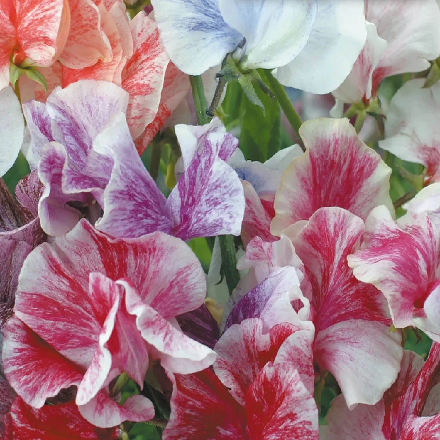 Sweet Pea Seeds | Heirloom Streamer Mix | Lathyrus odoratus | Vibrant Flower Seeds for Garden and Cutting