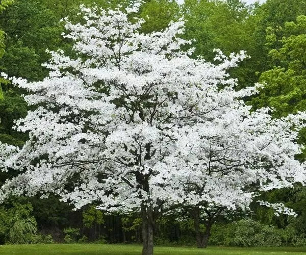 Cherokee Princess Dogwood Tree 18+ Inches Live Bare Root Plant White Flowers Cornus florida 'Cherokee Princess'