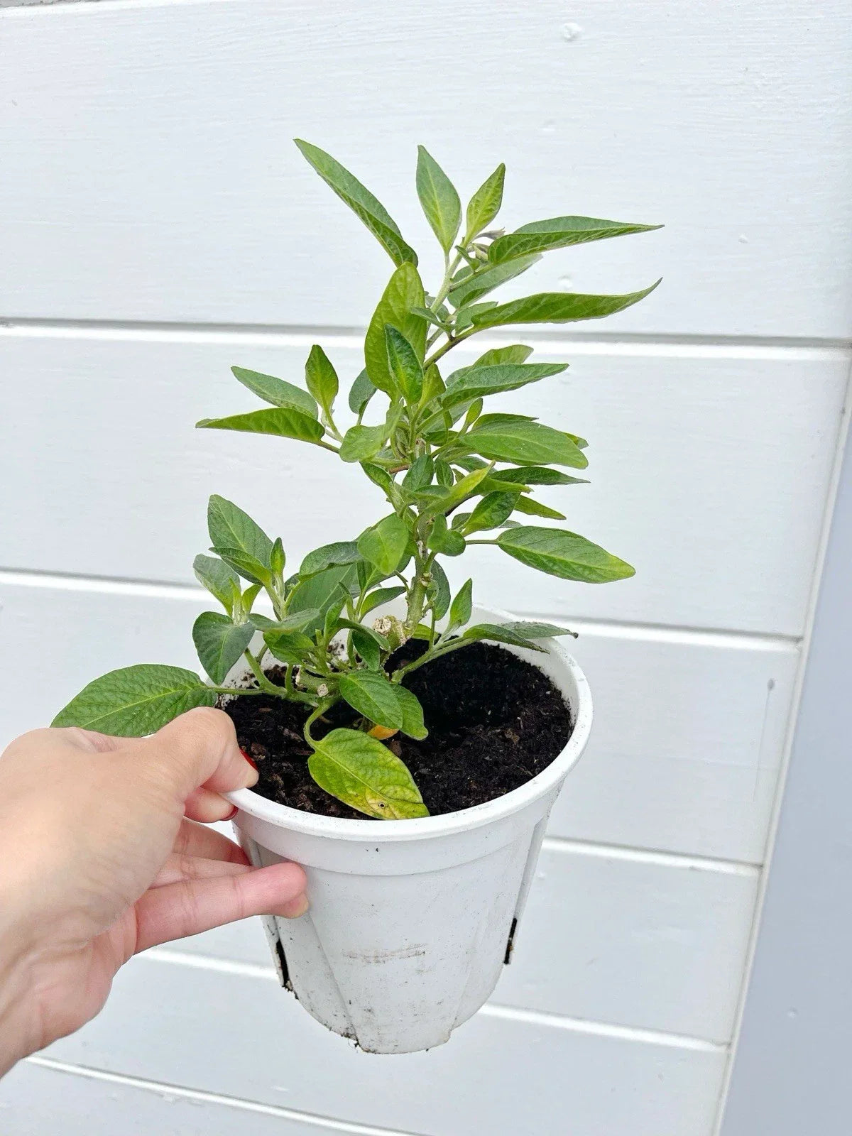 Pepino Melon Plant 10" Pot - Ginseng Fruit Seedlings (Solanum muricatum) - 2 Live Rooted Plants for Garden or Container