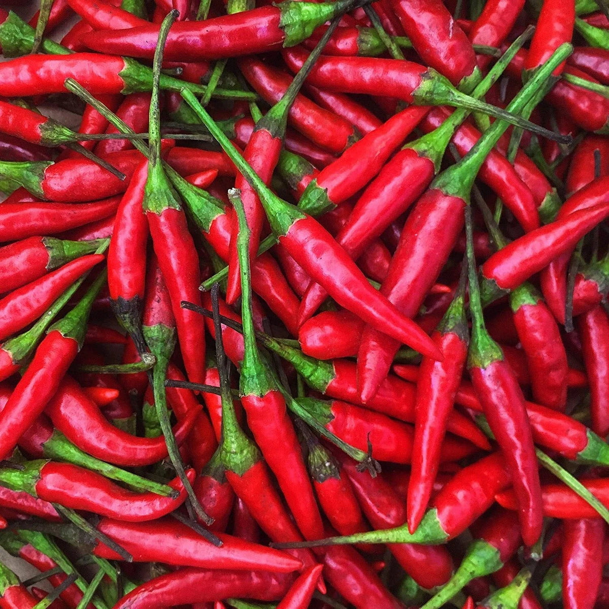 Thai Hot Pepper Seeds | Heirloom Non-GMO | Capsicum annuum | Spicy Chili Seed Pack, Perfect for Culinary Dishes