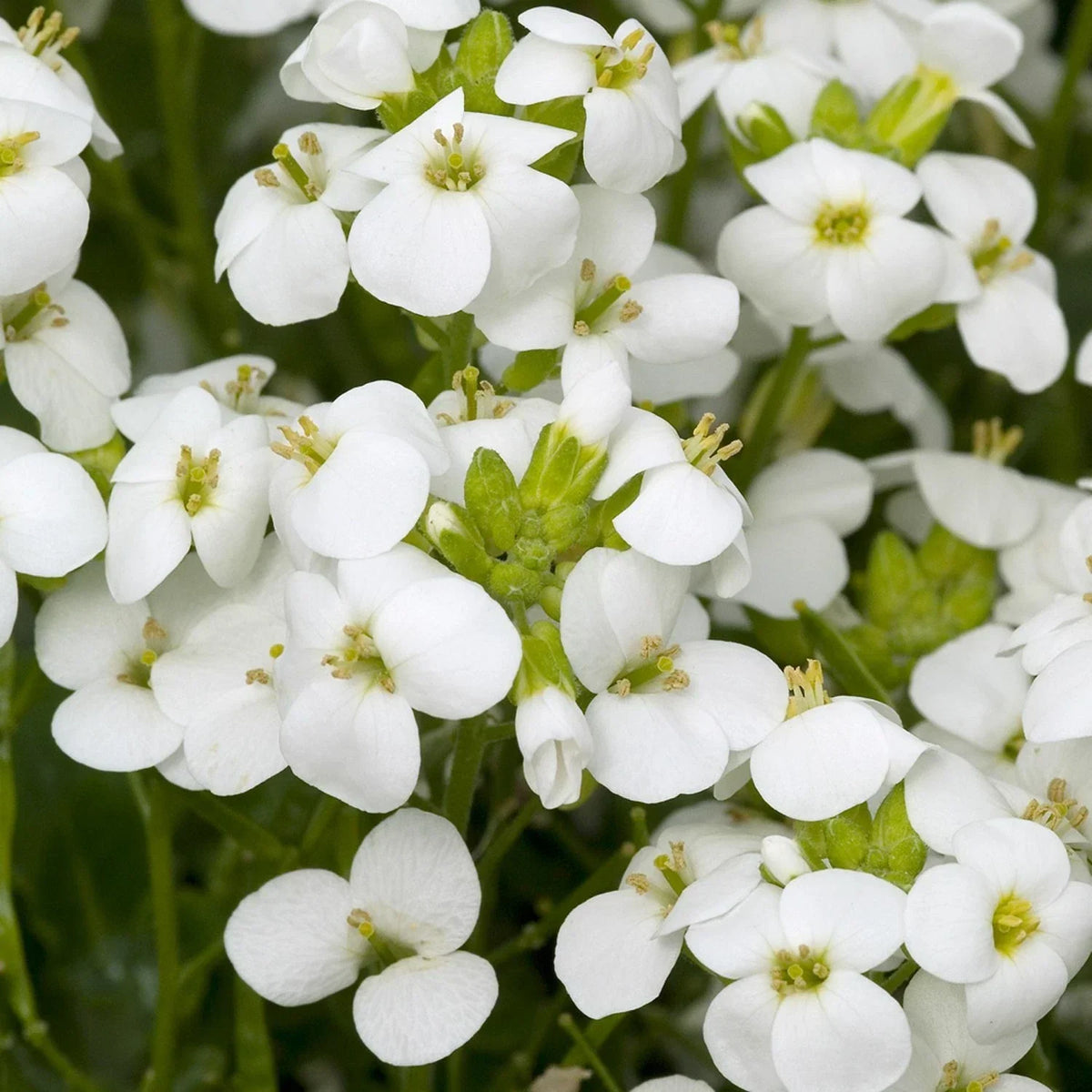 White Rock Cress Seeds - 200+ Seeds - Arabis Alpina - Perennial Groundcover for Garden - USA Ship Free