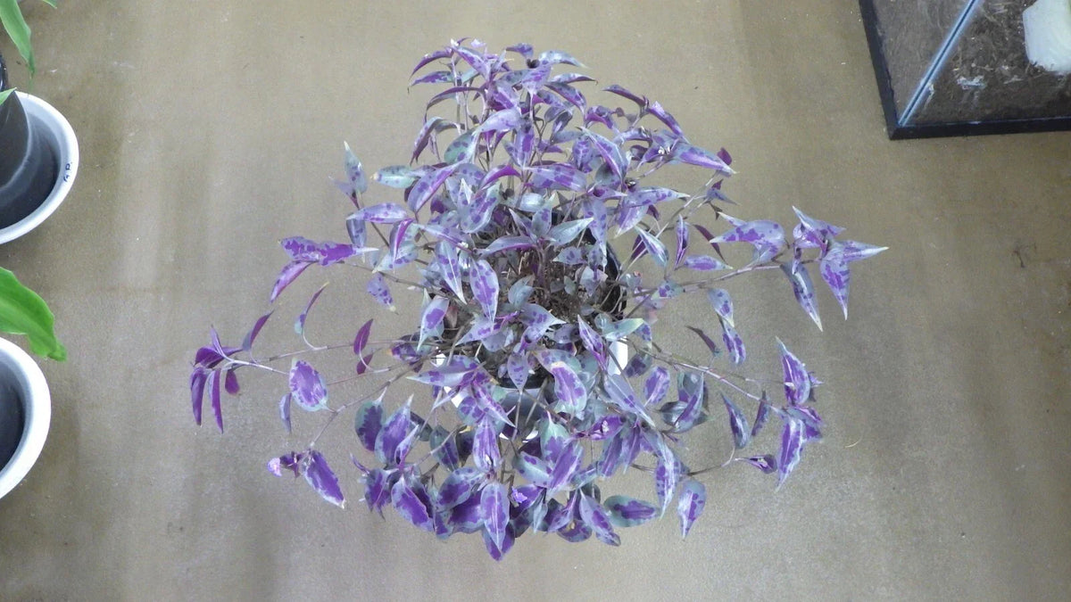 Tinantia Pringlei Cuttings - Mexican Speckled Wandering Jew - Live Plant Cuttings for Propagation - Easy Care House Plant