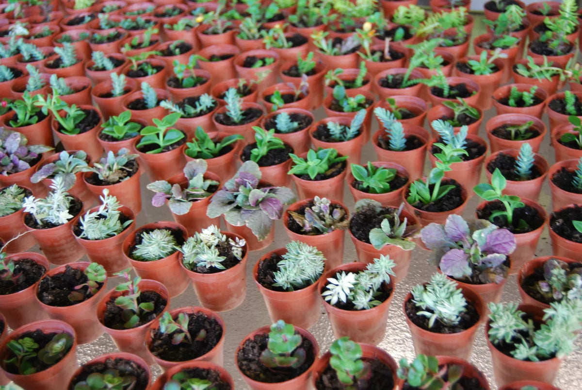 Live Garden Plants Set - 3 Plant Surprise Lot - Fairy Assortment - 2" Pots - Indoor/Outdoor Variety - Perfect for Container Gardening