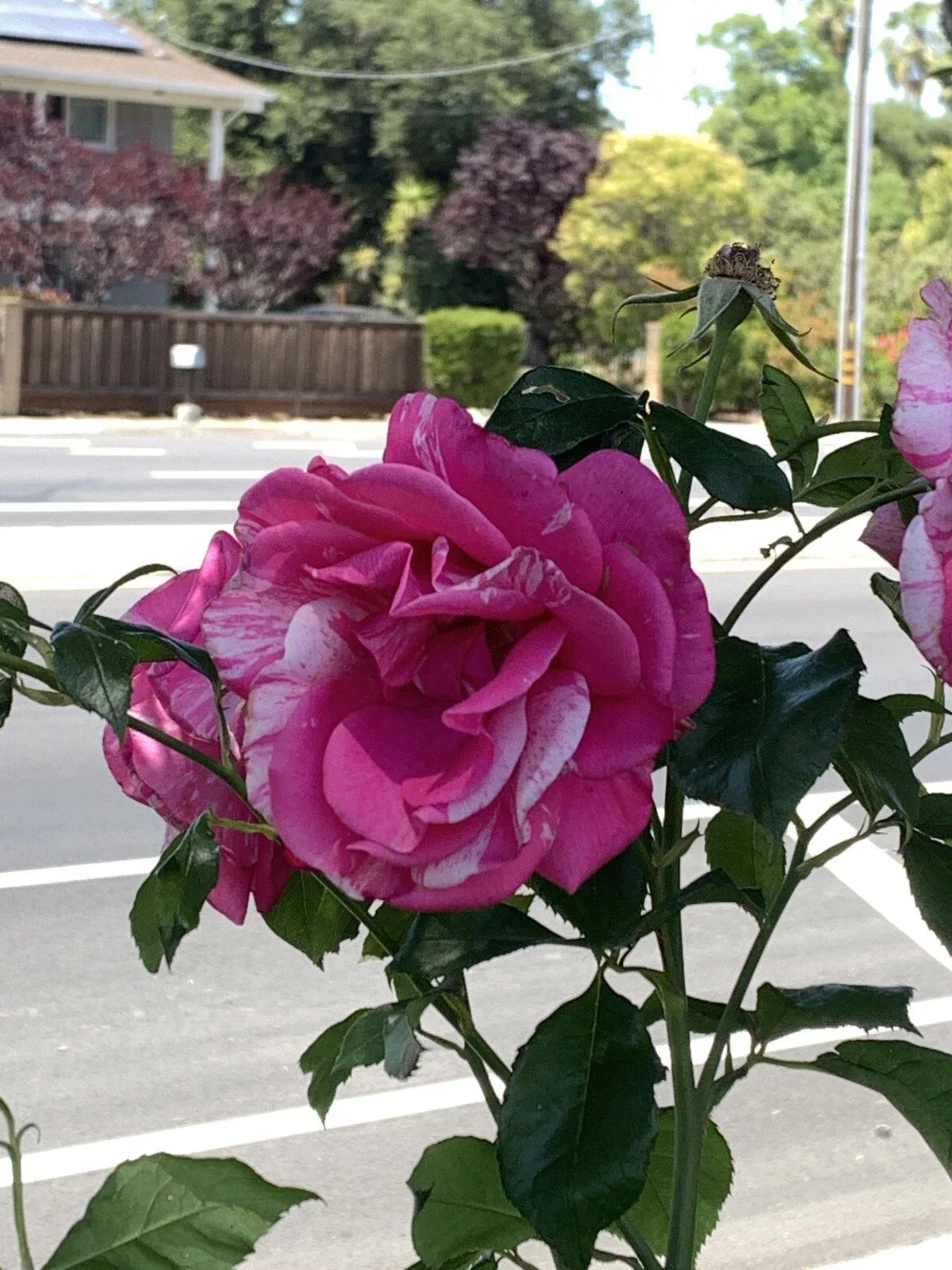 Pink White Variegated Fragrant Rose Cuttings, 6 Inch Logs, Rosa spp., No Roots - 5 Pieces for Garden Propagation