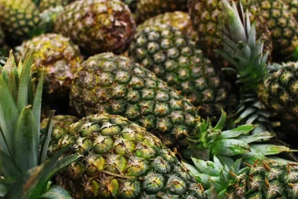 Montufar Pineapple Seeds - 15 Count - Ananas comosus - Non-GMO - Garden Planting - USA Sourced - Tropical Fruit Gardening