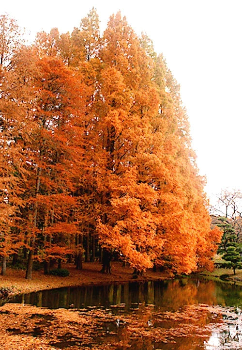 Dawn Redwood Tree Seeds - Fast Hardy Bonsai Plant - Metasequoia glyptostroboides - Rare Gardening Seeds for Bonsai Enthusiasts