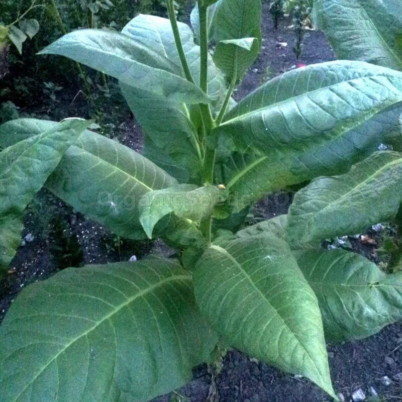 Burley Tobacco Seeds 1000+ Heirloom Nicotiana Tabacum Rich Flavorful Tobacco for Home Gardening