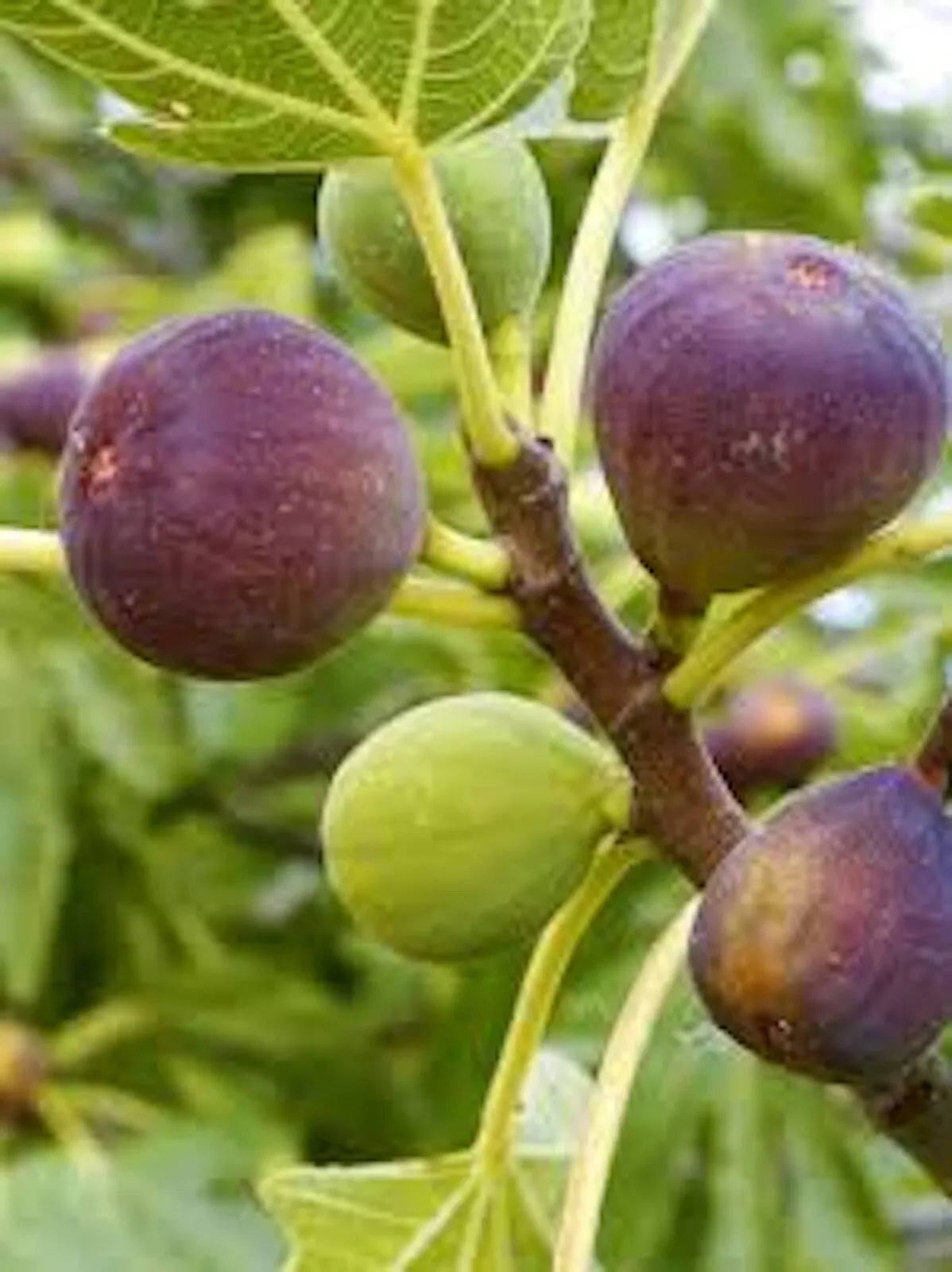3 Pack Brown Turkey Fig Tree Starter Plants - Ficus Carica - Edible Fruiting Plants for Warm Climates