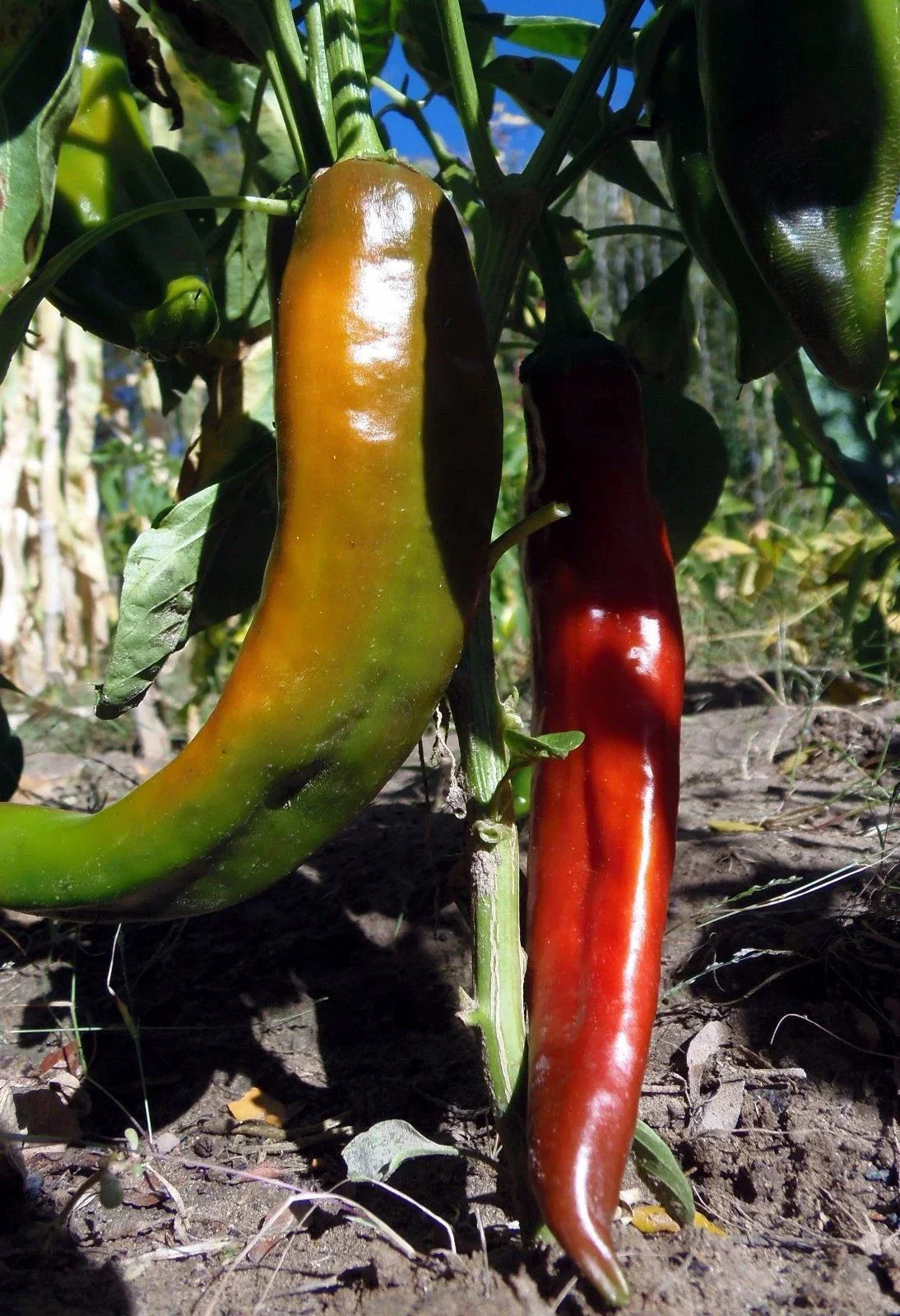 Hot Chile Pepper Seeds - NON-GMO Red - Hatch NuMex - Capsicum annuum - Ideal for Sauces & Salsas - Easy to Grow