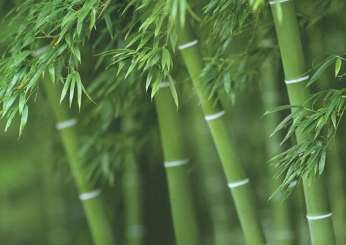 Bamboo Seeds for Planting - 300+ Fast Growing Varieties - Bambusoideae - Ideal for Privacy Screens - Ships from Iowa, USA