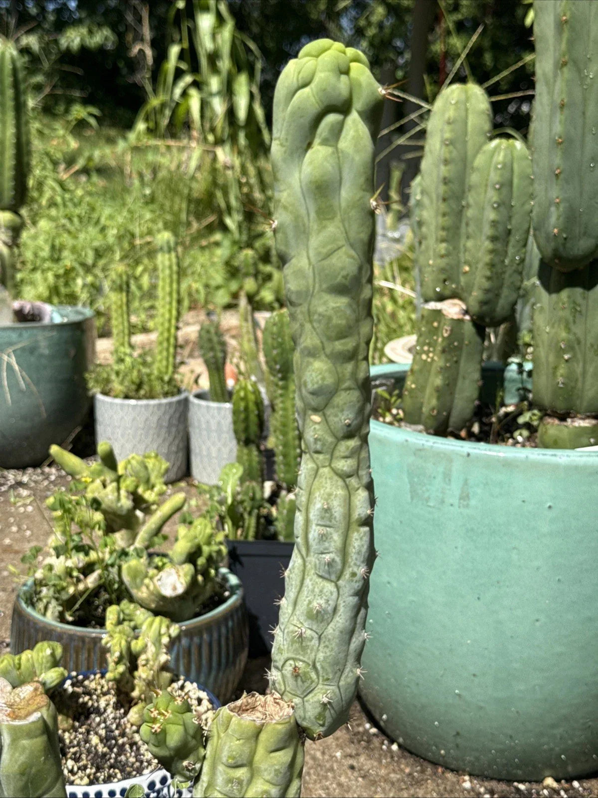 Echinopsis Bruce’s Dragon Cutting - 11” Pup - Unique Cactus Variety for Indoor/Outdoor Gardens - Echinopsis spp.