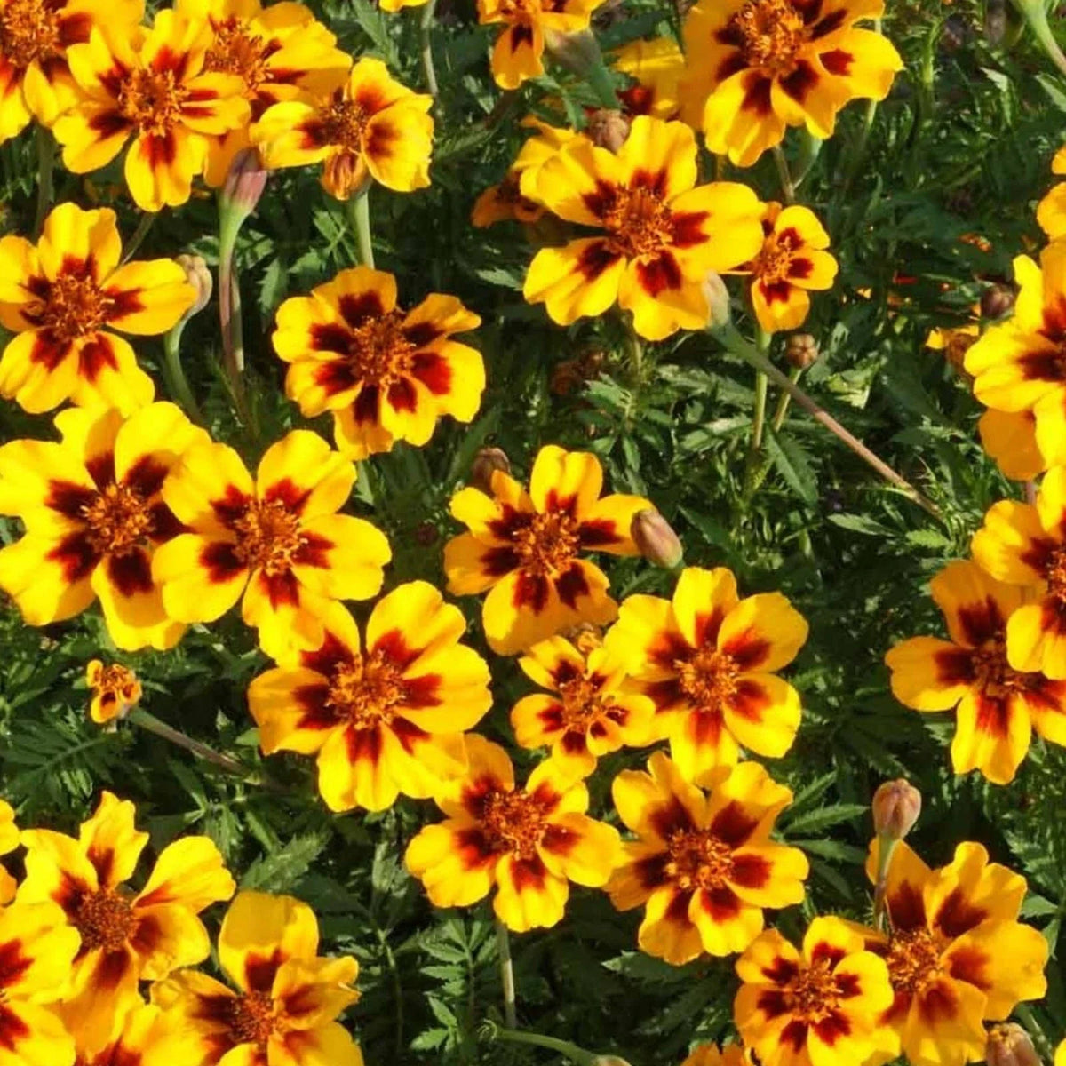 Dainty Marietta Marigold Seeds 150+ Dwarf Flower Seeds Tagetes Patula - Vibrant Orange and Yellow Blooms, Non-GMO