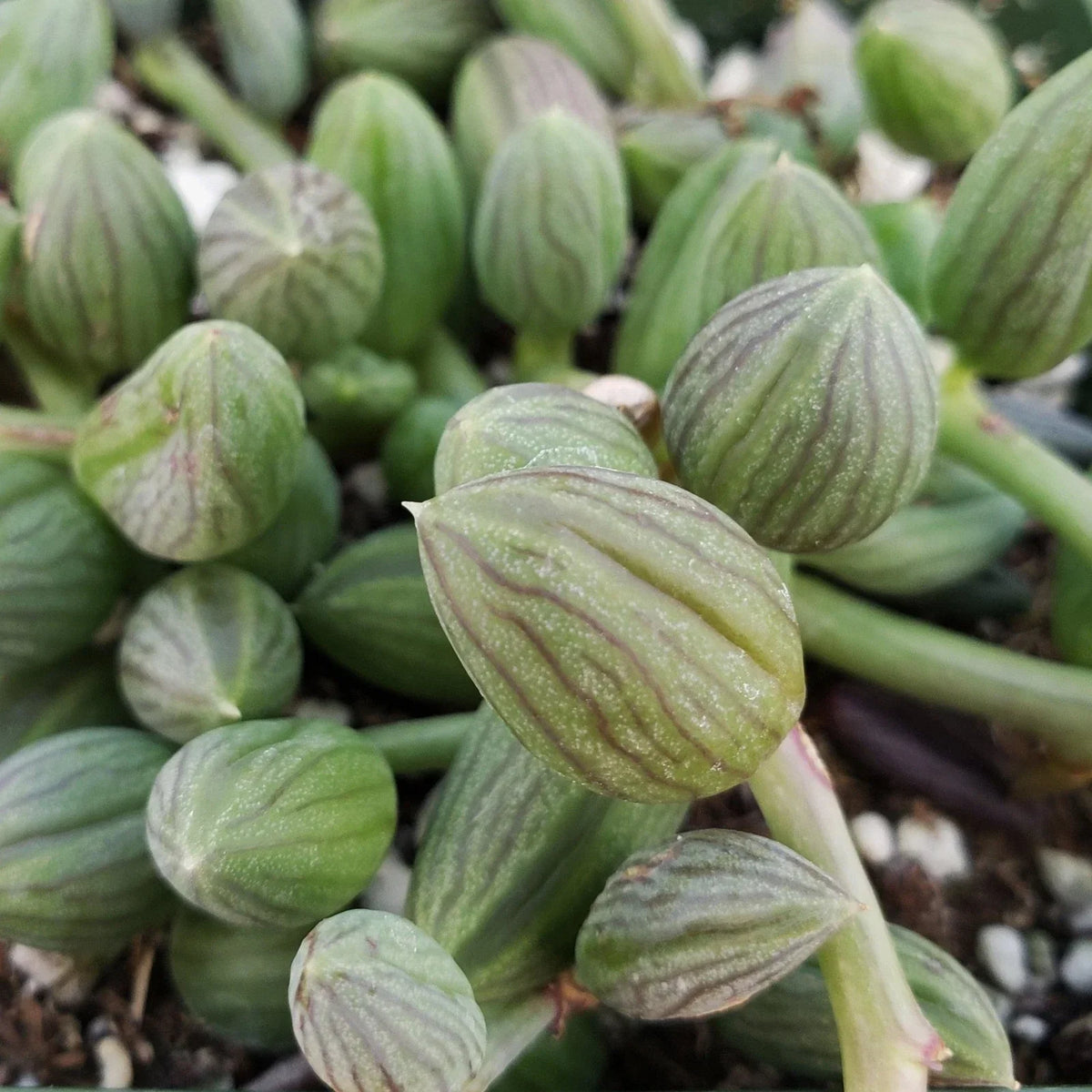 String of Watermelon Plant – 4" Pot – Senecio herreianus – Live Cacti Succulent for Home Decor – Easy Care Indoor Plant