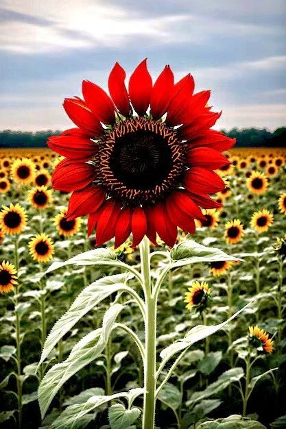 Red Sun Sunflower Seeds | 30+ Non-GMO Heirloom Seeds | Vibrant Red and Yellow Blooms | Helianthus annuus