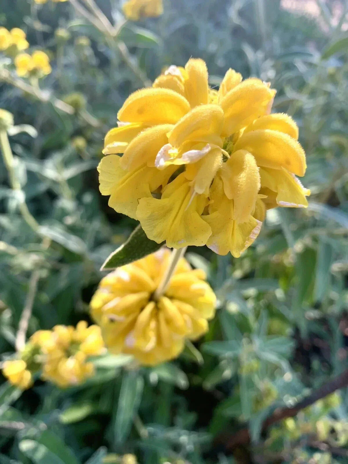 Shrubby Jerusalem Sage Seeds - 50 Pack - Phlomis fruticosa - Drought-Tolerant Perennial - USA Grown - 2024 Harvest