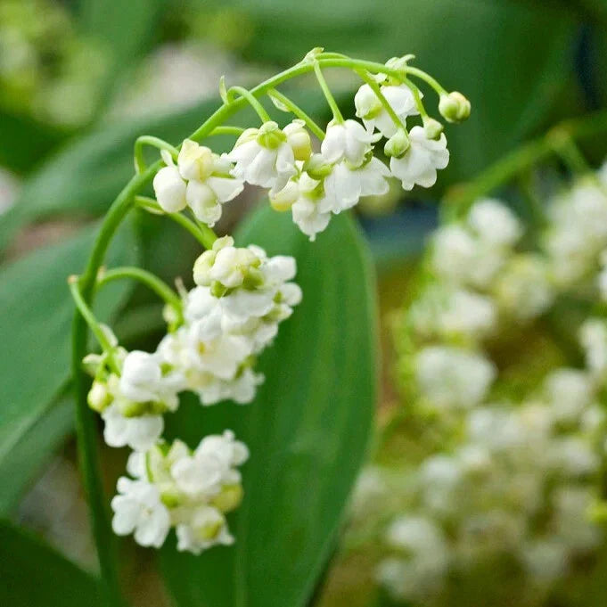 Lily of the Valley Bare-root Plant, Fragrant White Flowers, Convallaria Majalis, Ground Cover for Shade, Low Maintenance
