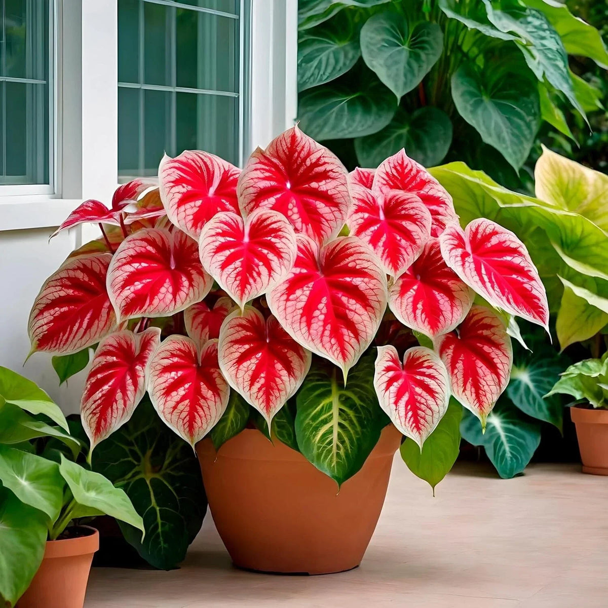 Caladium Bulbs (6 Pack) - Crimson Sky Variety - Colorful Foliage for Tropical Gardens - Caladium bicolor