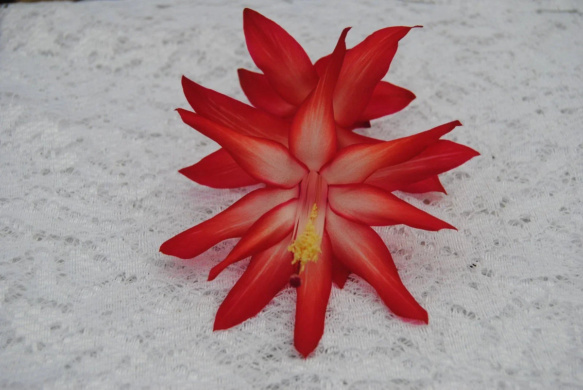 Christmas Cactus Starter Plant - 4-Inch Exotic Dancer - Schlumbergera Truncata - Healthy Well-Rooted Indoor Plant