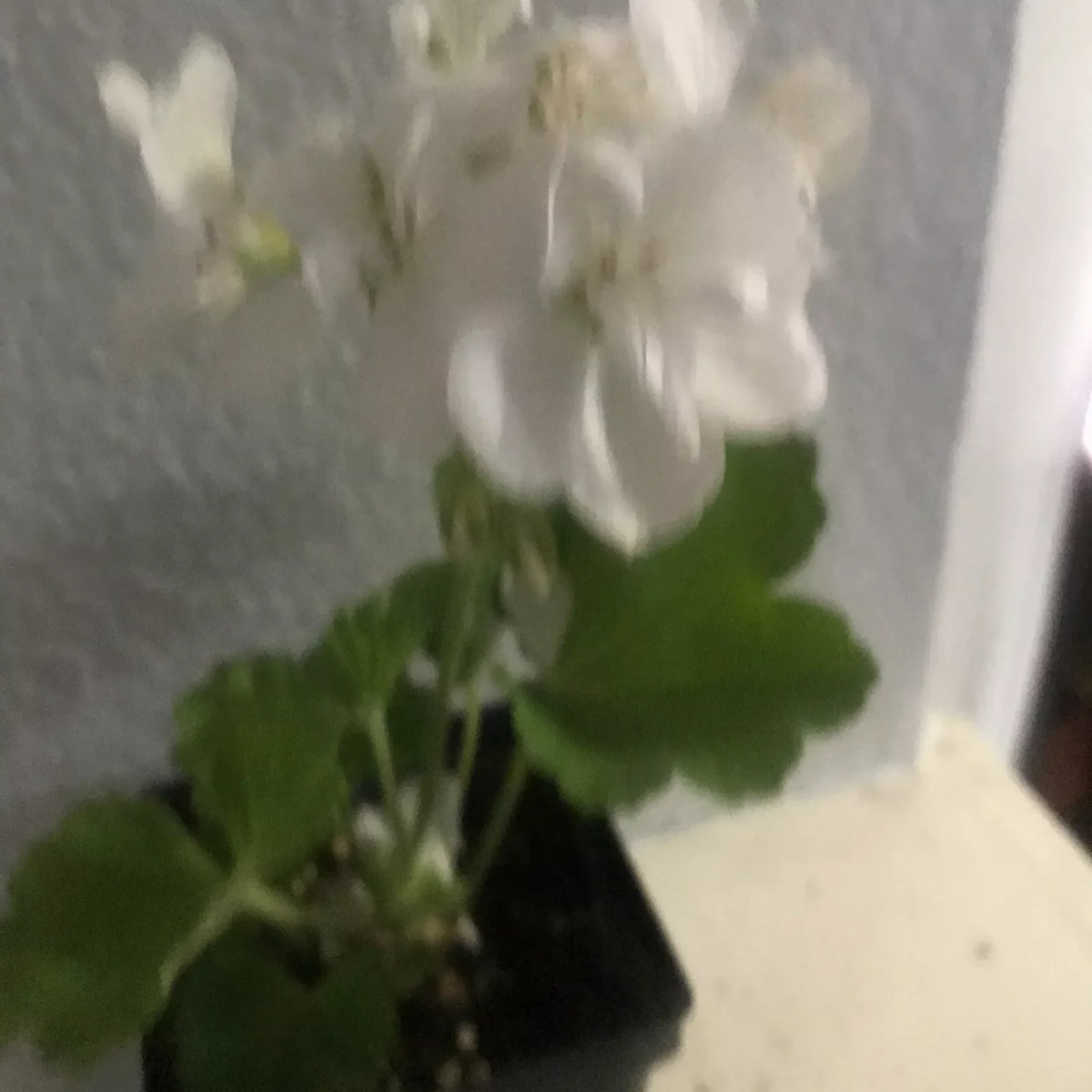 Live Rooted Geranium Plant 1 Gallon White Flowers Pelargonium graveolens Fragrant Garden Addition