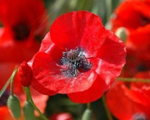5000 Red Corn Poppy Seeds - Papaver rhoeas - Non-GMO Flower Seeds for Garden Planting - Attracts Pollinators, Bulk Quantity