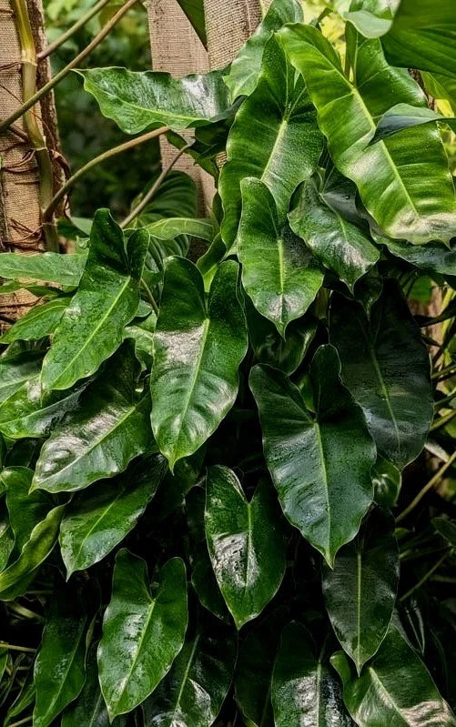 Philodendron Plant | Potted | Burle Marx Variety | Philodendron 'Burle Marx' | Easy Care, Air Roots, Indoor Plant