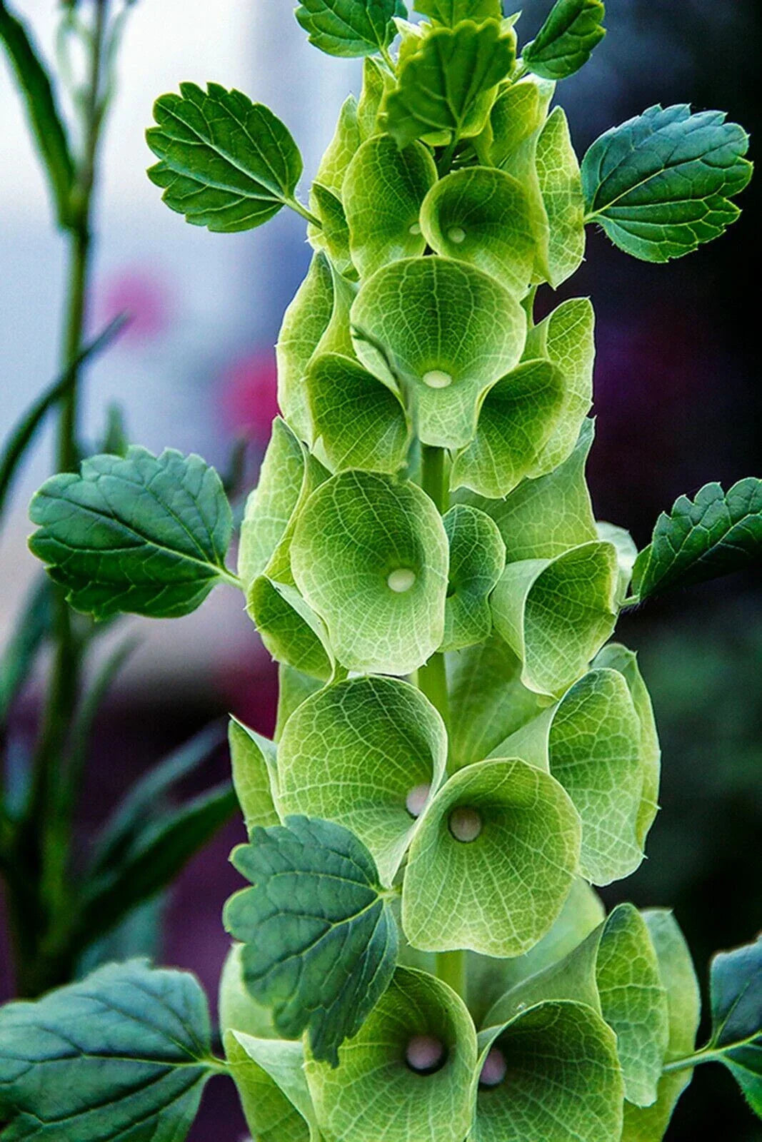Bells of Ireland Seeds - 45 Pack - Green Flowering - Molucella laevis - Easy to Grow Annual for Garden & Cut Flowers