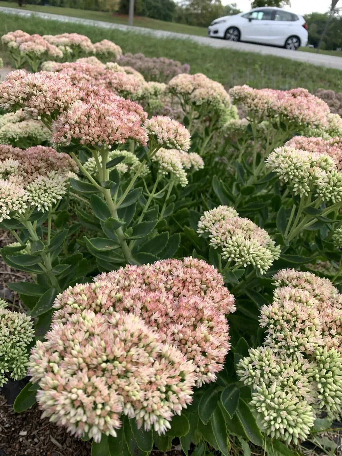 Sedum Autumn Joy Bare Root Plant | Pink Flowers | Attracts Bees | Sedum 'Autumn Joy' | Perennial Ground Cover
