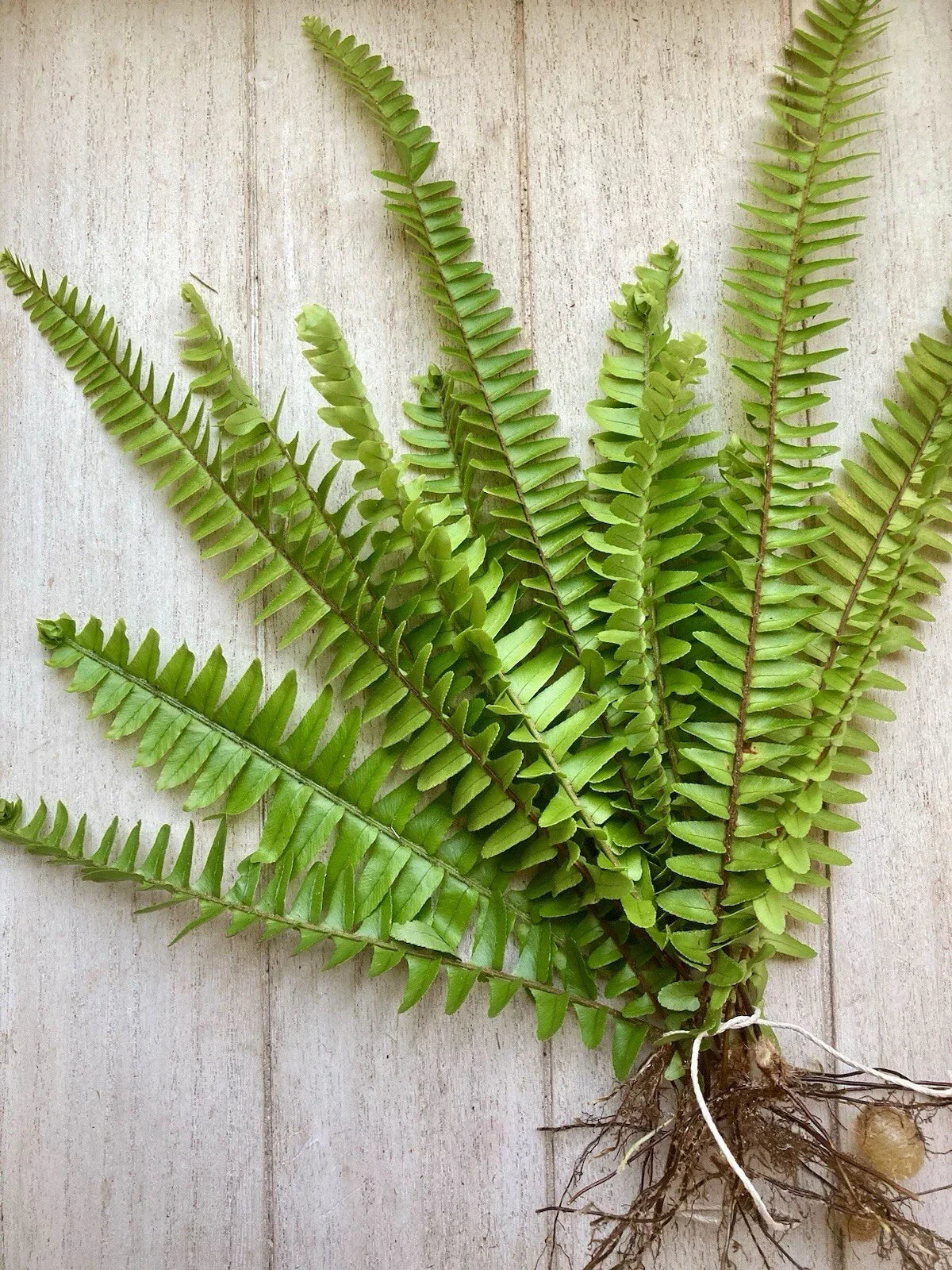 20 Bare Root Ferns - Fresh & Healthy - Various Varieties - Ideal for Gardens & Landscapes - Perfect for Planting