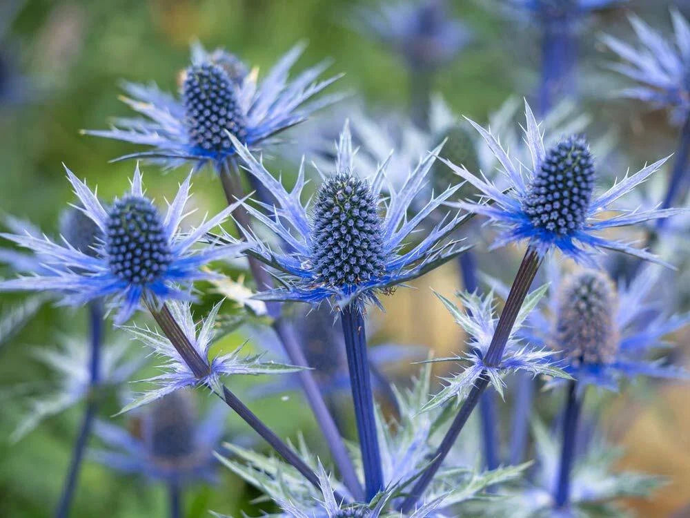 Blue Thistle Seeds - 25 Pack - Rare Swiss Alps Thistle Eryngium alpinum - Drought Tolerant, Pollinator Friendly