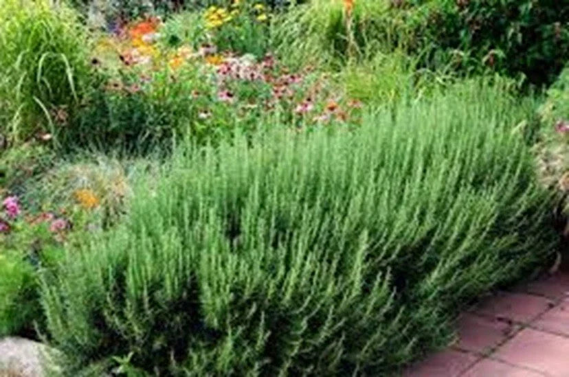 Organic Rosemary Herb Plant Cuttings - 10" Live Dipped Cuttings - Rosmarinus officinalis - Fast Shipping
