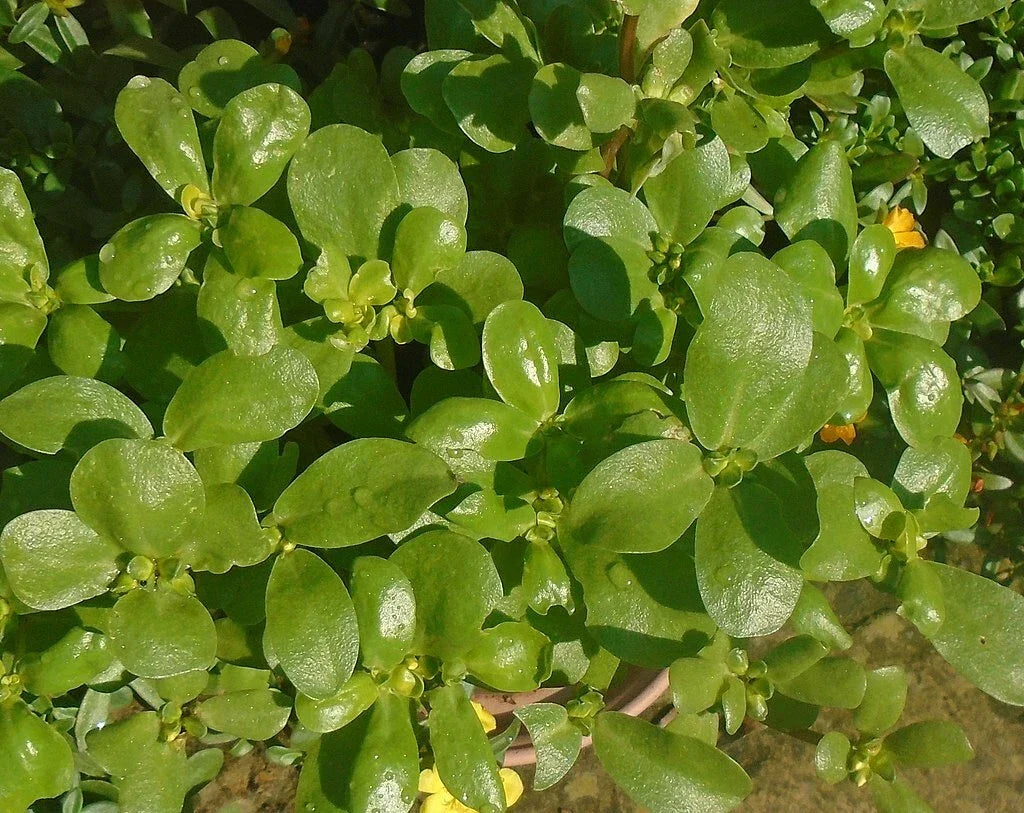 Golden Purslane Seeds - 1000 Count - Portulaca Sativa - High Omega-3 Leafy Vegetable for Healthy Gardening