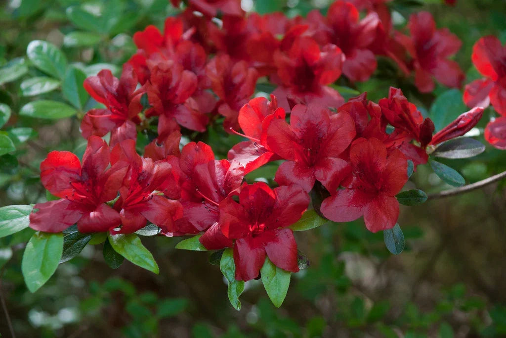 Azalea Starter Plant - Small Rooted Midnight Flare Variety - Rhododendron sp. - Vibrant Deciduous Blooms for Garden & Containers
