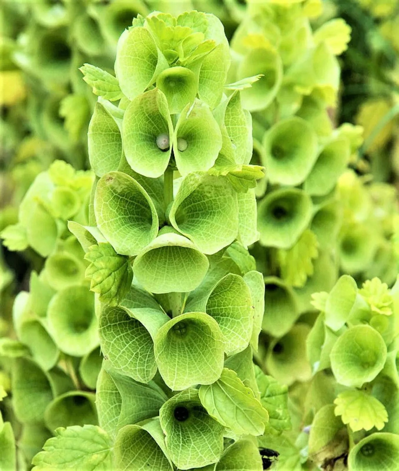 Bells of Ireland Seeds Mix - 100 Non-GMO Seeds for Garden Planting - Molucella laevis