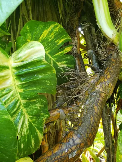 Giant Fenestrated Golden Queen Hawaiian Pothos Aerial Roots Node Segment - Epipremnum aureum - Indoor Plant Propagation