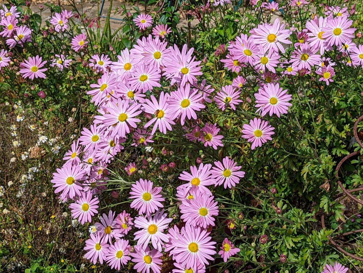 7 Live Pink Ryans Mums Roots - Chrysanthemum x morifolium - Perennial Daisy Plants for Garden - Vibrant Pink Flowers