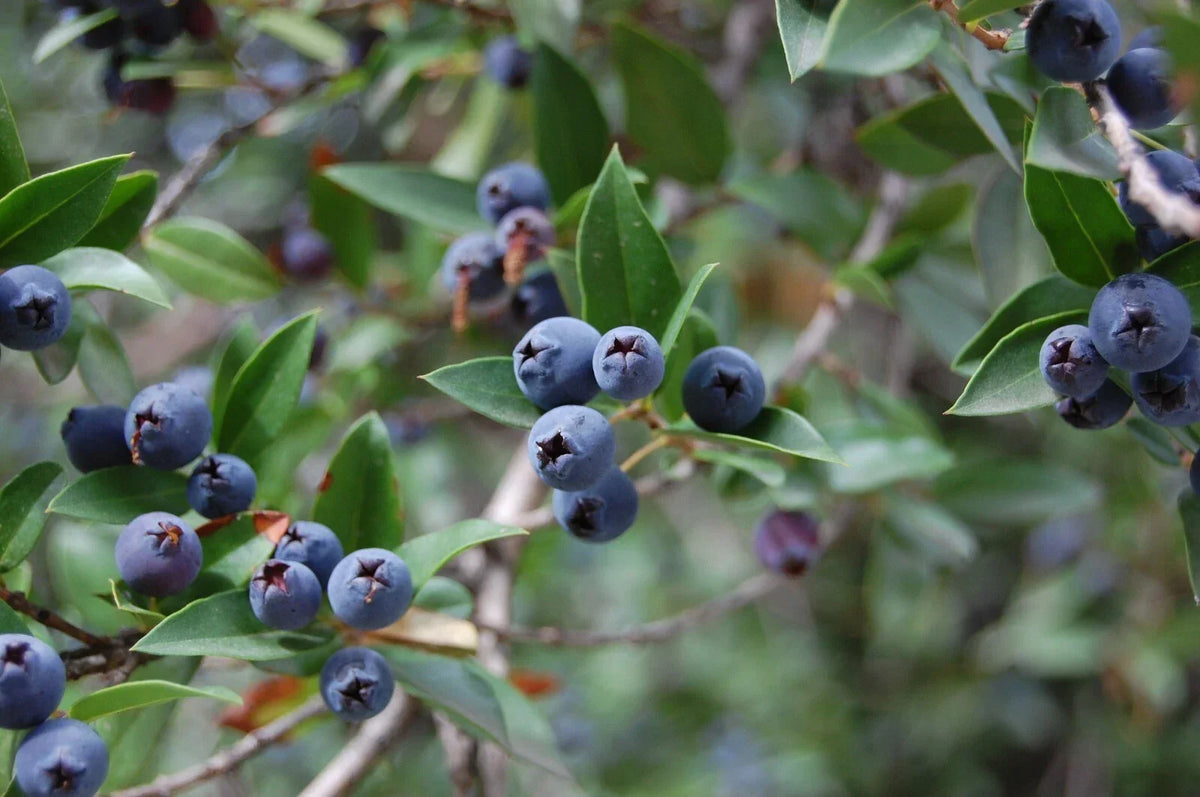 True Blue Sweet Myrtle Seeds - 30 Count - Myrtus communis L. - Aromatic Herb for Gardens and Landscaping