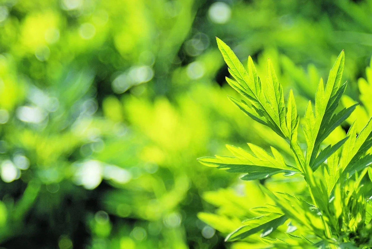 Mugwort Herb Seeds 100 Seeds Organic Culinary Plant Artemisia vulgaris Aromatic Garden Herb