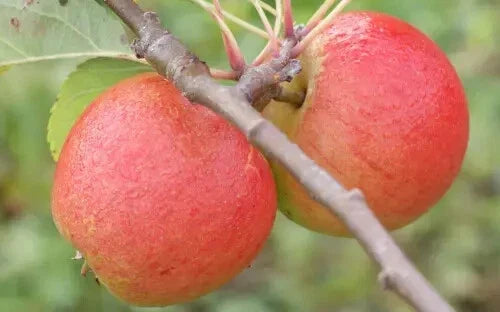 Lord Lambourne Apple Seeds - 25+ Non-GMO Malus domestica for Garden Planting - USA Grown, Perfect for Home Gardens