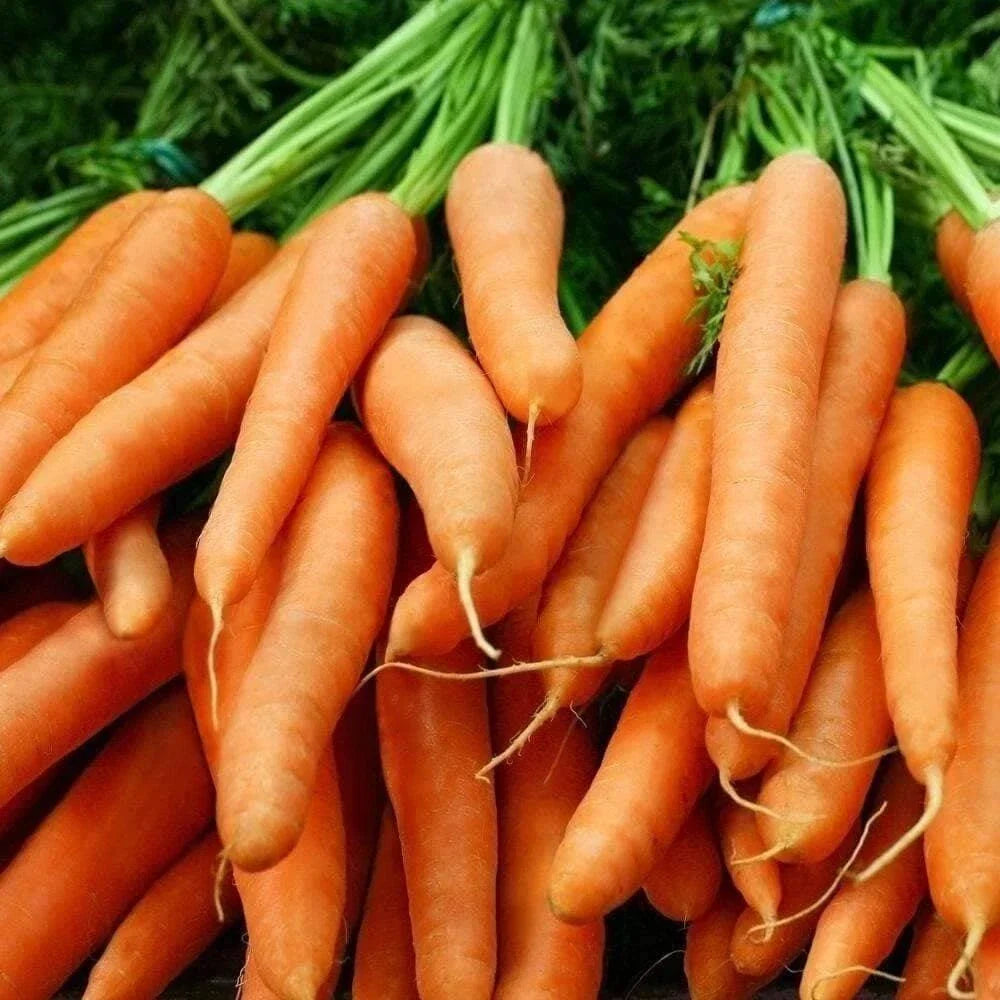 Baby Carrot Seeds - Little Fingers Heirloom NON-GMO - Daucus carota - Organic Vegetable Seeds for Edible Garden