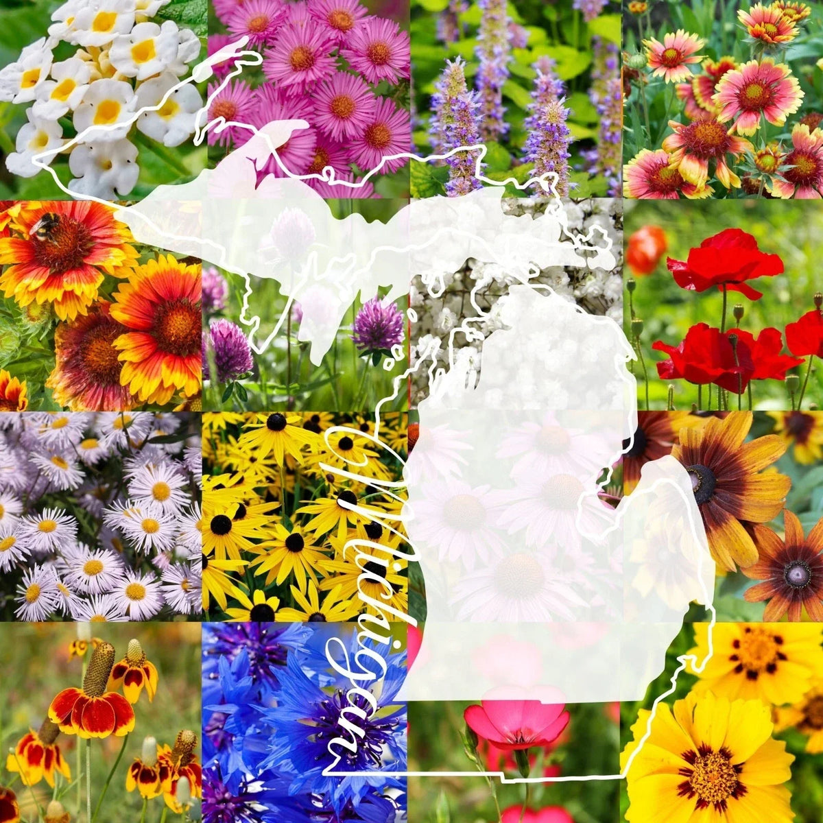 Wildflower Seed Mix 1 lb Michigan Blend for Planting, Native Wildflowers, Various Species
