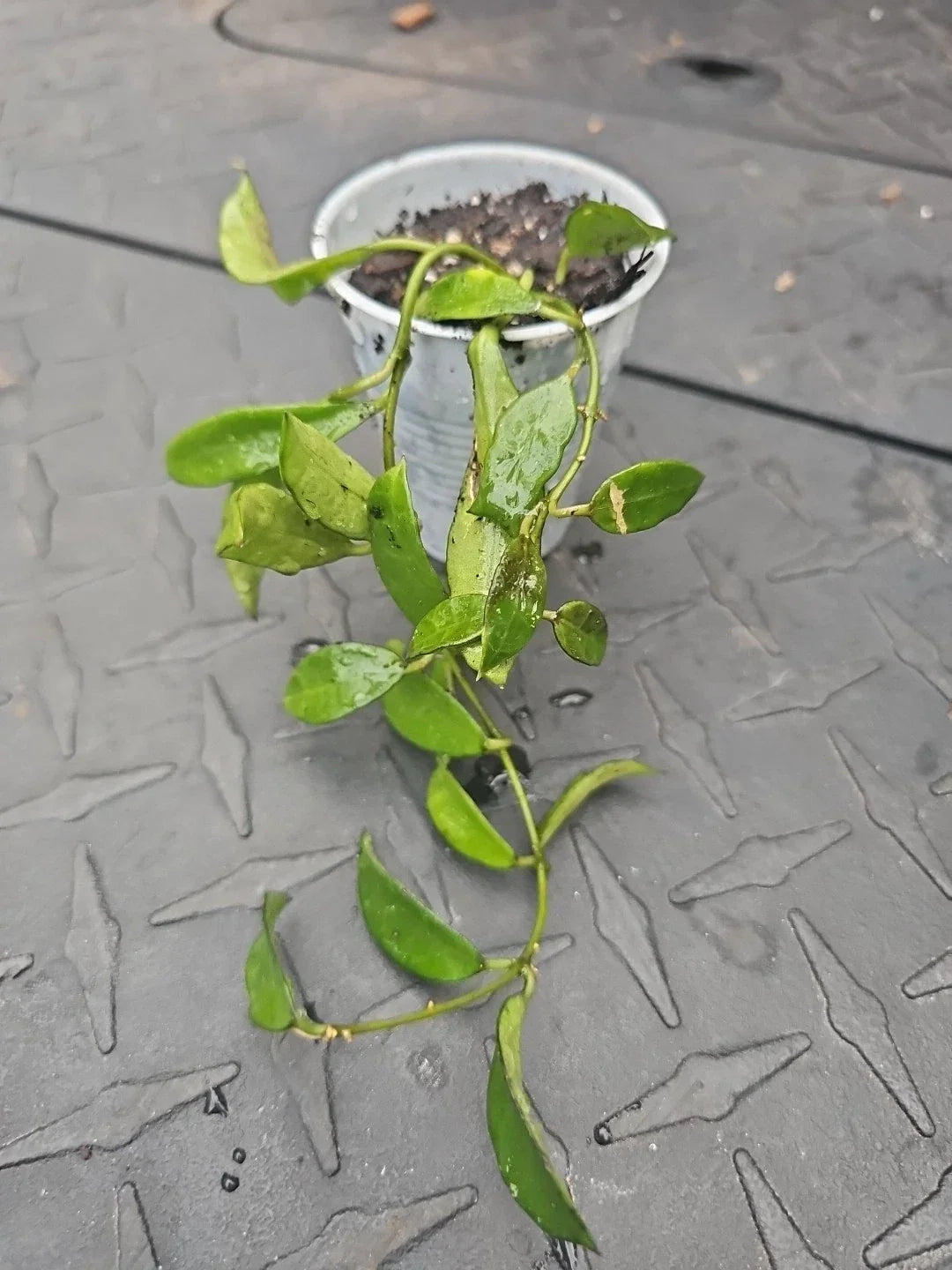Hoya Lacunosa Tropical Wax Plant - 2.5" Pot - Fragrant Vining Houseplant - Hoya lacunosa