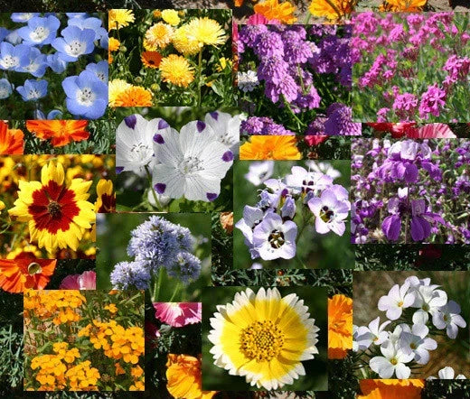 Wildflower Mix Bulk Seeds 1 Oz Blanket Variety - Colorful Annuals & Perennials for Pollinator Gardens - Various