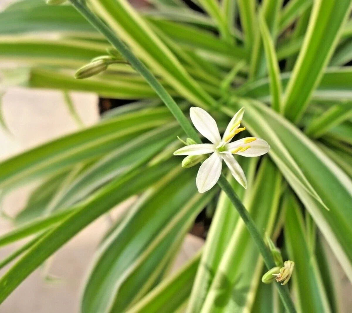 Live 8" Variegated Spider Plant - Chlorophytum Comosum - Easy Care Houseplant, Air Purifying, Pet-Friendly, Green & White Foliage